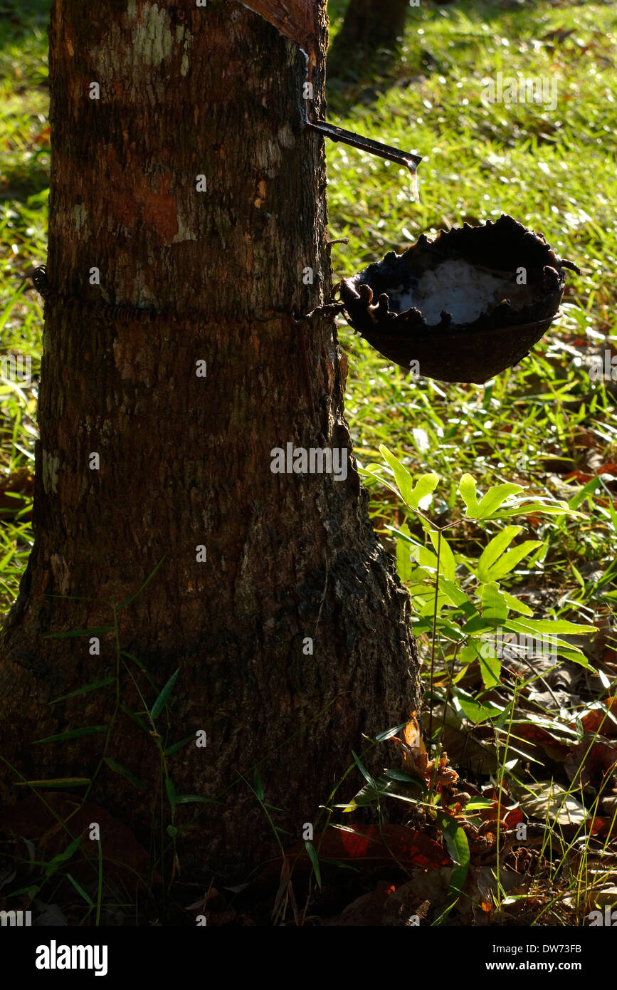 La maschiatura di gomma su Koh Kood Island, Thailandia. Foto Stock