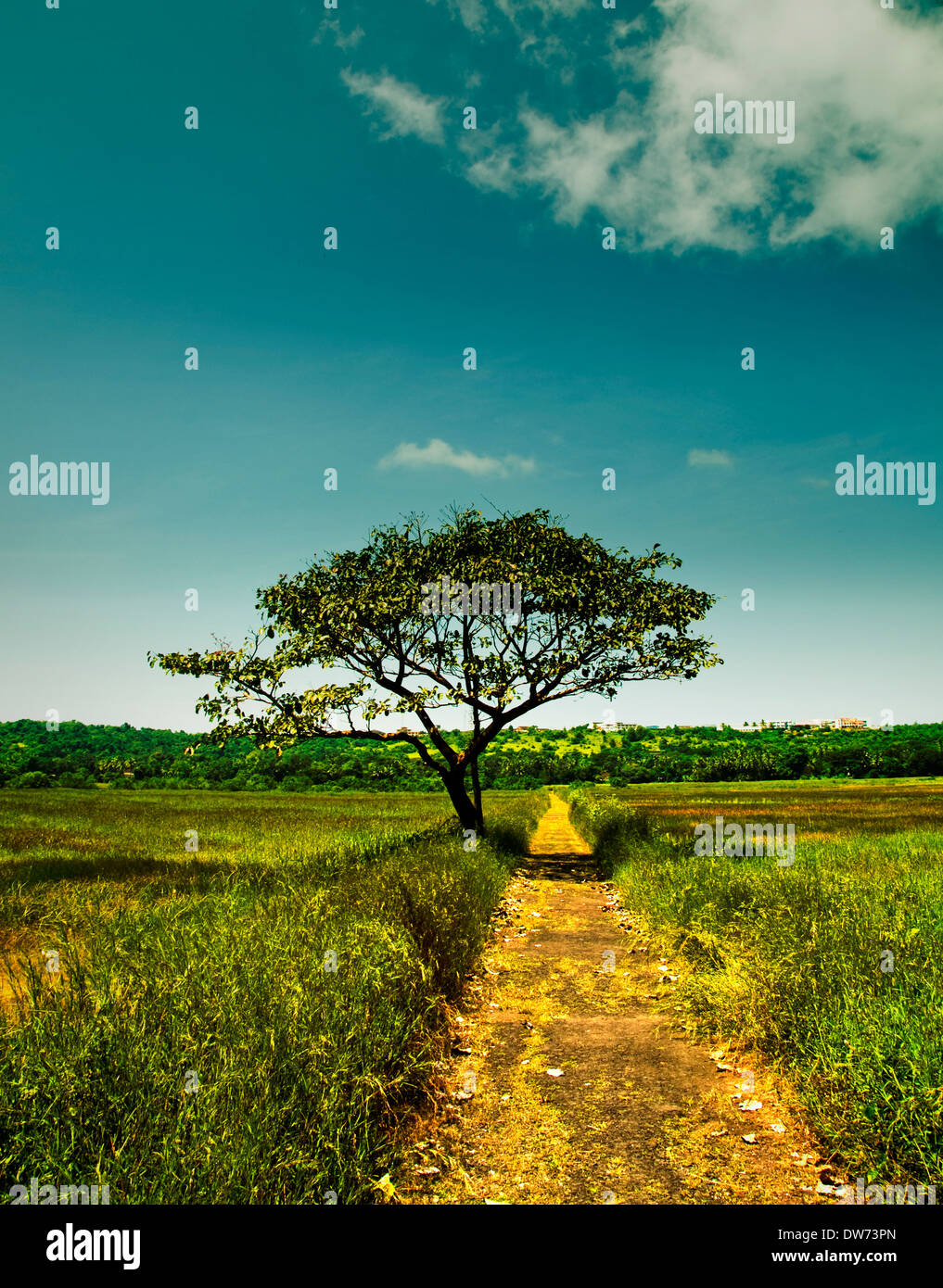 Una passerella e un albero in non-area urbana. Foto Stock