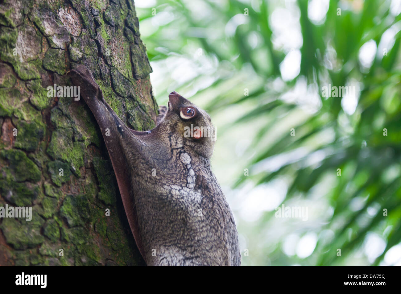 Un Sunda lemuri volanti (Galeopterus variegatus) aggrappato ad un albero nella foresta pluviale del Sud-est asiatico. Foto Stock