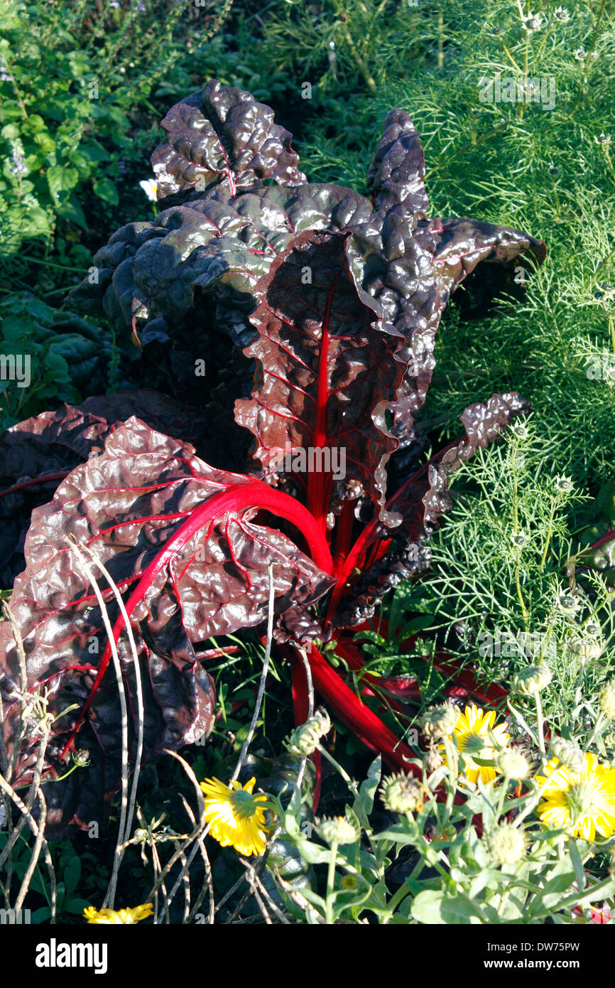 RUBY BIETOLE IN CRESCITA IN UN AUTUNNO FIORE CONFINE. Foto Stock