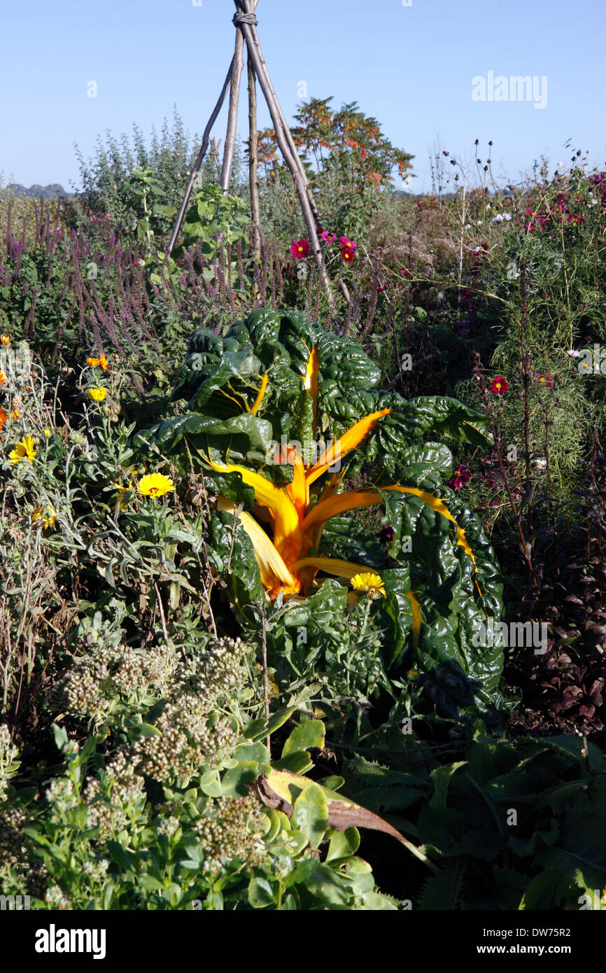 GOLDEN BIETOLE IN CRESCITA IN UN AUTUNNO FIORE CONFINE. Foto Stock