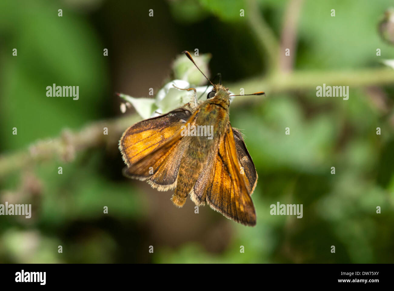 Grande skipper butterfly Foto Stock