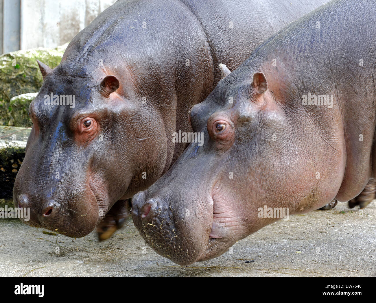 Ippopotamo (Hippopotamus amphibius) Foto Stock
