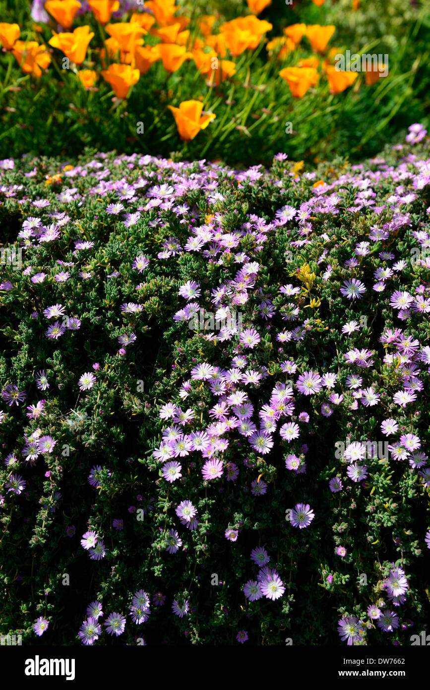 Alcatraz giardino Papavero californiano fiori arancione drosanthemum floribundum rosa prigione Isola penitenziario colore colore colorato Foto Stock