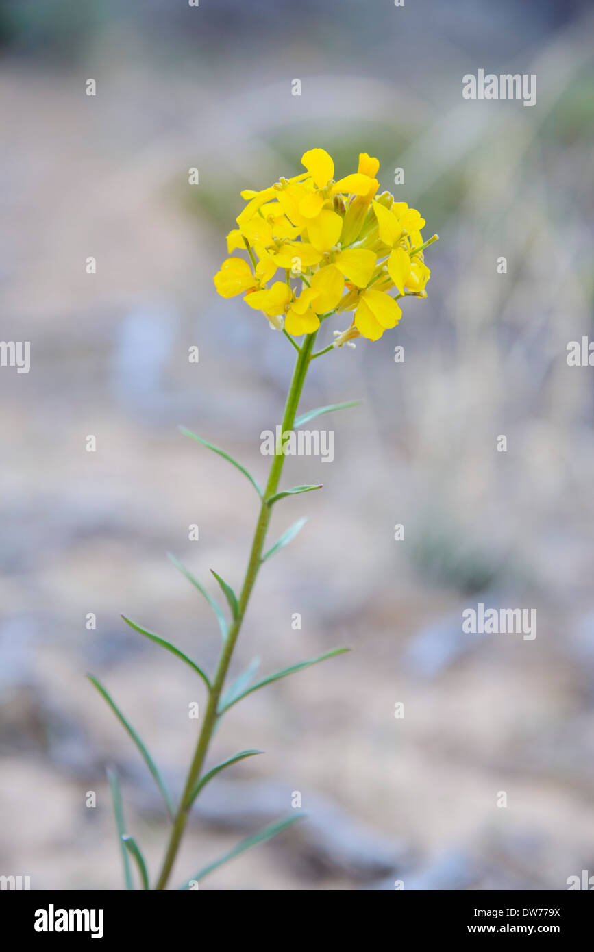 Western violaciocca, Erysimum asperum, fiori selvatici, Parco Nazionale Zion, Utah, Stati Uniti d'America Foto Stock