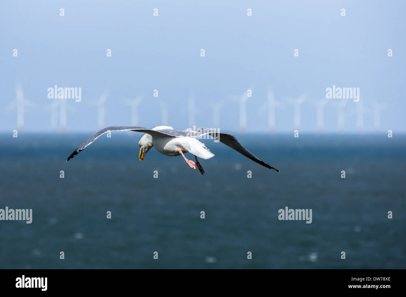 Gabbiano volante con turbine eoliche offshore sullo sfondo Foto Stock