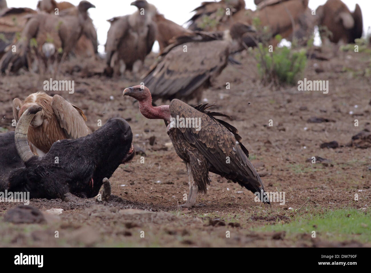 Rüppell's Vulture (Gyps rueppellii) in Spagna Foto Stock