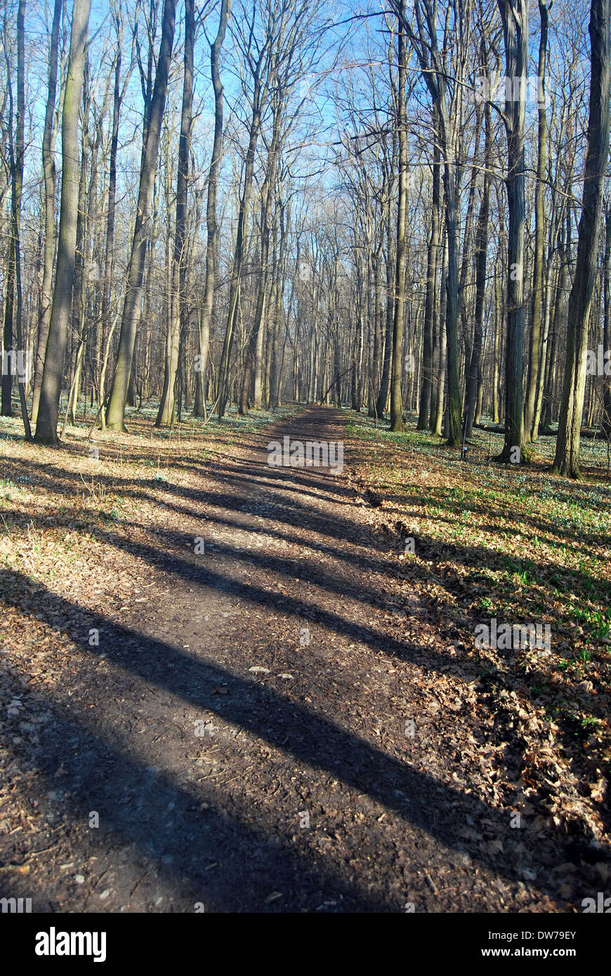 Early-Foresta di primavera Blucheruv chiamato les in CHKO Poodri (NPR Polanecká niva) Foto Stock