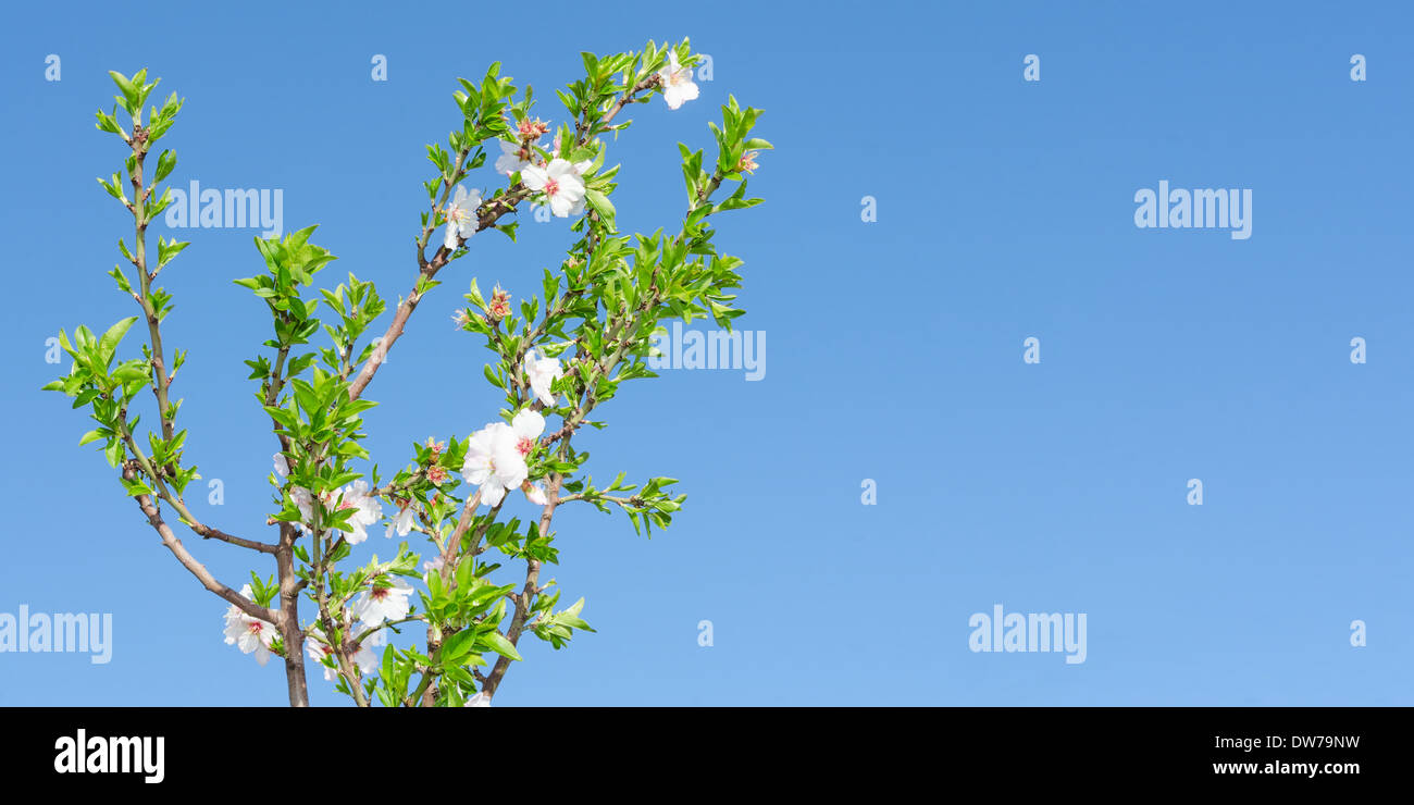 Molla albero in fiore bianco con fiori di colore rosa e foglie contro il cielo blu e chiaro. Foto panoramica posto libero copyspace per il testo. Foto Stock