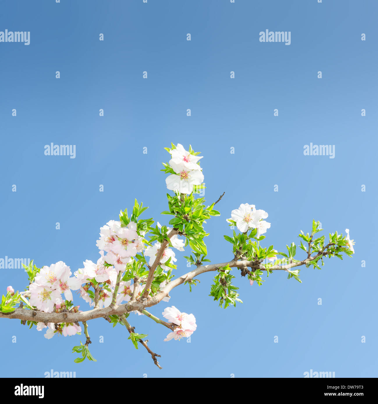 Singolo ramo in fiore del melo contro la molla blu del cielo. Stock foto con copia gratuita dello spazio per il tuo testo. Foto Stock