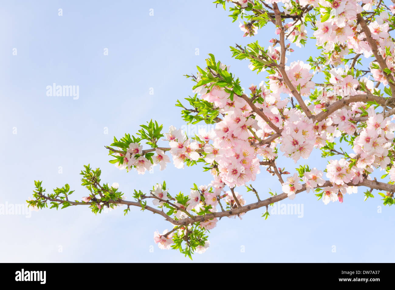 Il ramo di rosa primavera sbocciano i fiori ciliegio contro il cielo blu Foto Stock