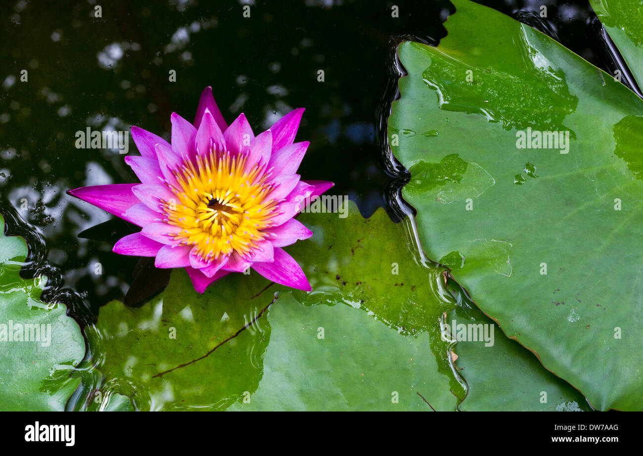 Closeup Blossom Pink Siam Lotus nello stagno. Foto Stock