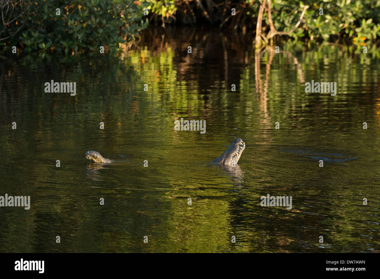 American coccodrilli nel corteggiamento - Crocodylus acutus Foto Stock