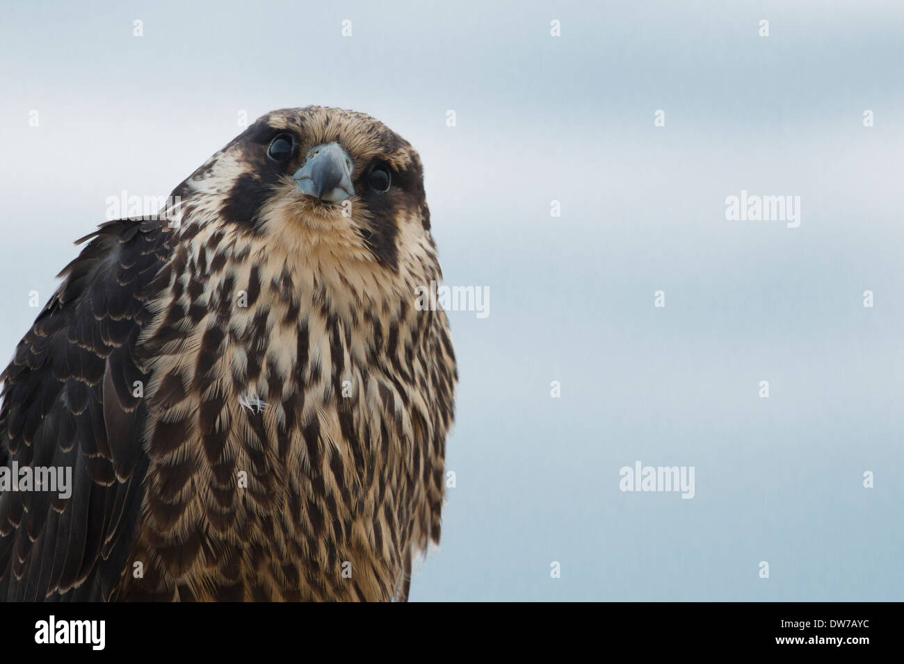 Primo piano di un bambino falco pellegrino - Falco peregrinus Foto Stock