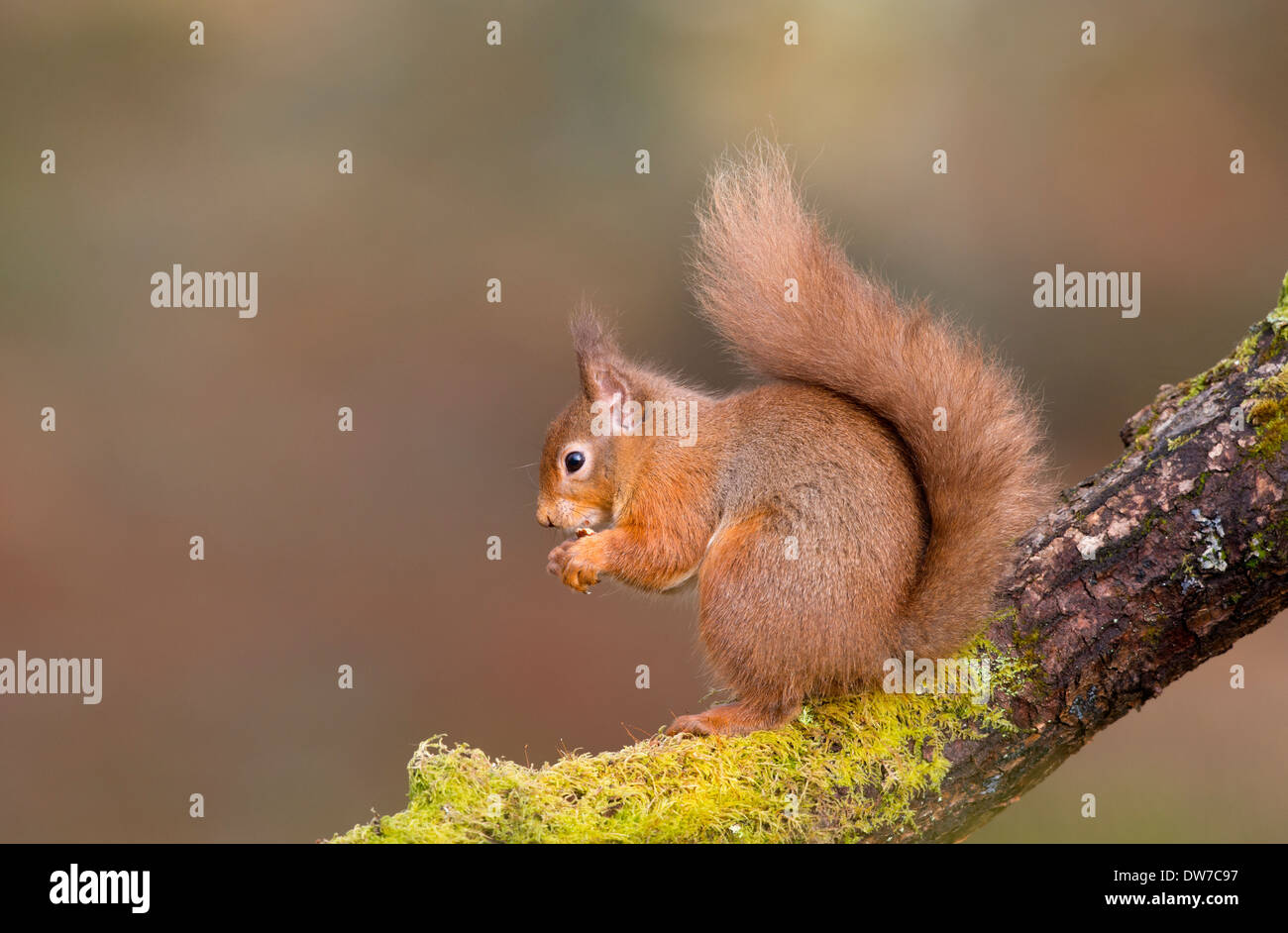 Uno scoiattolo rosso seduto su un muschio coperto ramo sul lato destro della foto guardando a sinistra Foto Stock