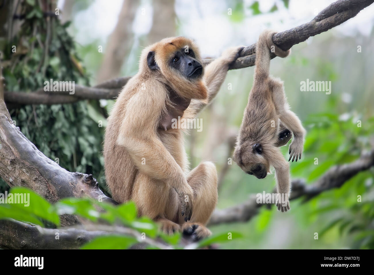 Madre scimmia urlatrice seduto su un ramo di albero con Baby Monkey appeso a testa in giù Foto Stock