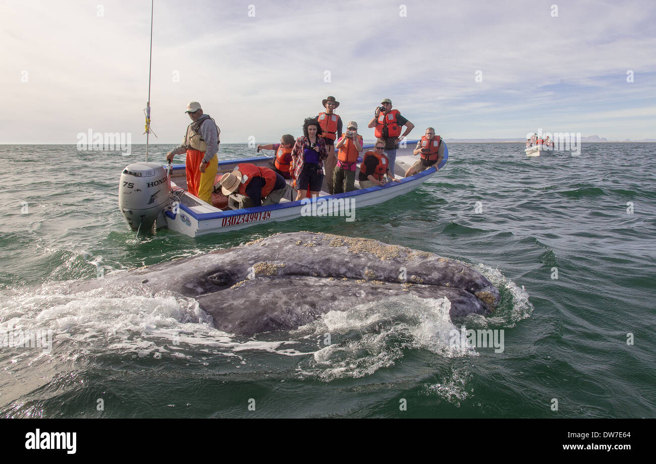 Un amichevole California balena grigia osserva i visitatori al Ignacio Laguna, Baja, Messico Foto Stock