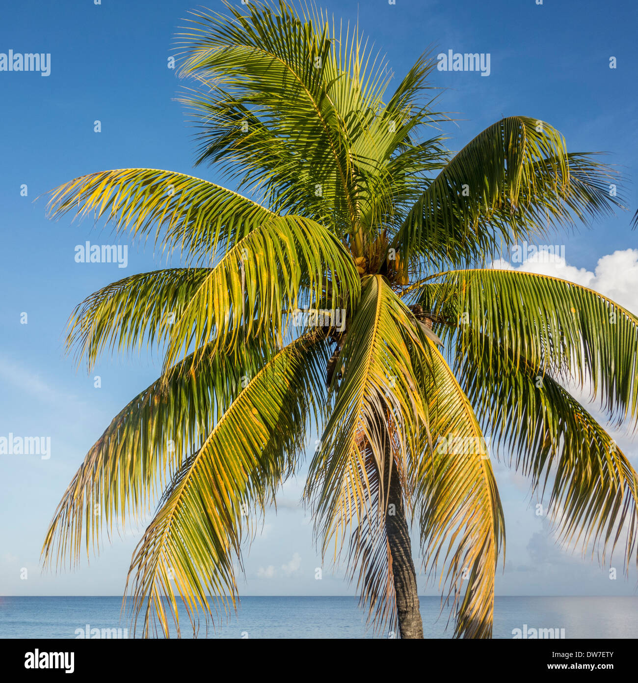 Primo piano della parte superiore di una noce di cocco Palm tree, Cocos nucifera, con frutta contro un cielo blu su St. Croix, U.S. Isole Vergini. Foto Stock