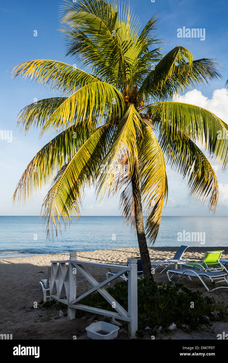 Una noce di cocco Palm tree. Il Cocos nucifera, con frutta contro un cielo blu e beach resort a St. Croix, U.S. Isole Vergini. Foto Stock