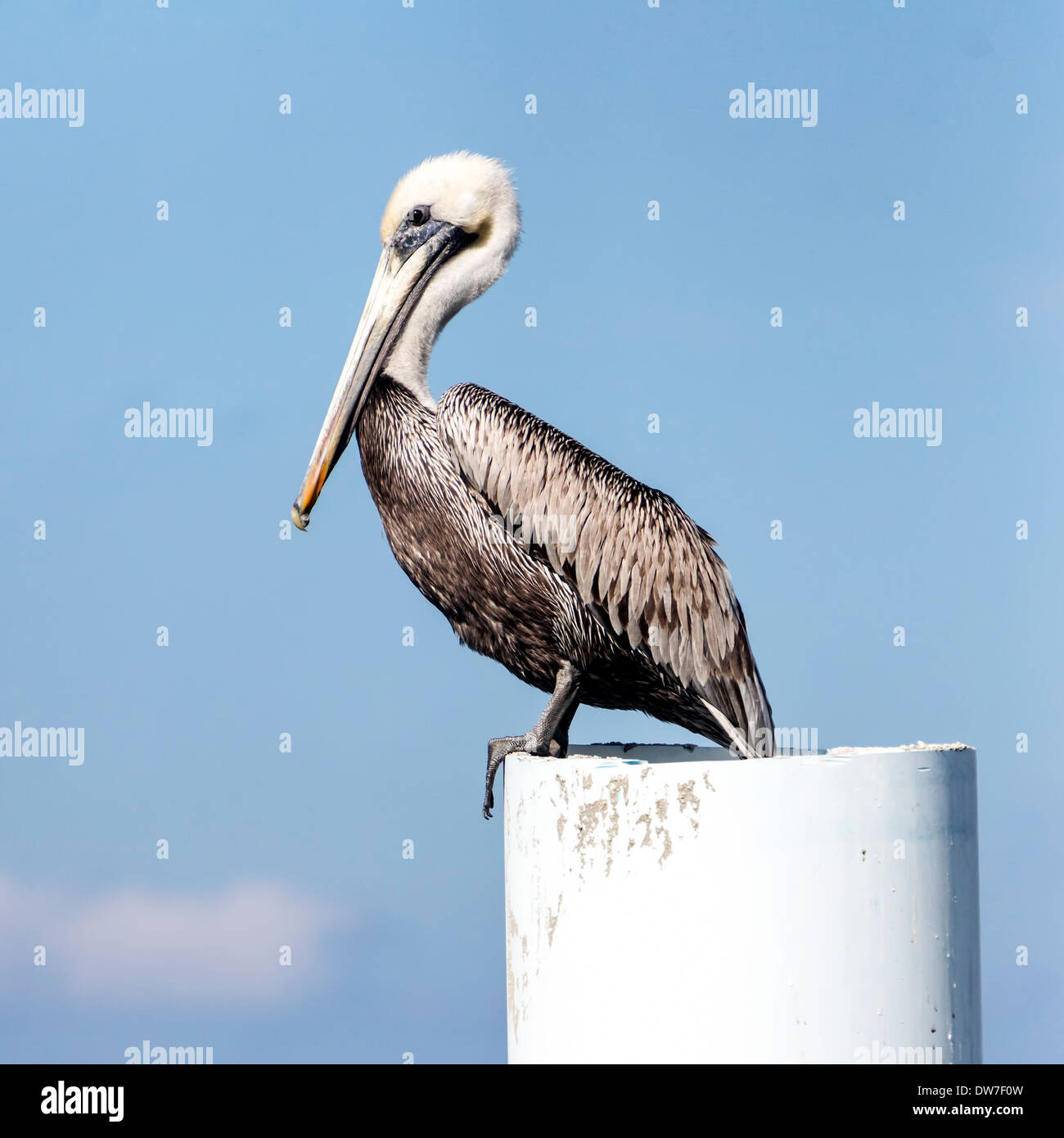 Adulto brown pelican 'Pelecanus occidentalis' uccello in piedi sul PVC palificate a Hillsboro ingresso, Florida, Stati Uniti d'America Foto Stock