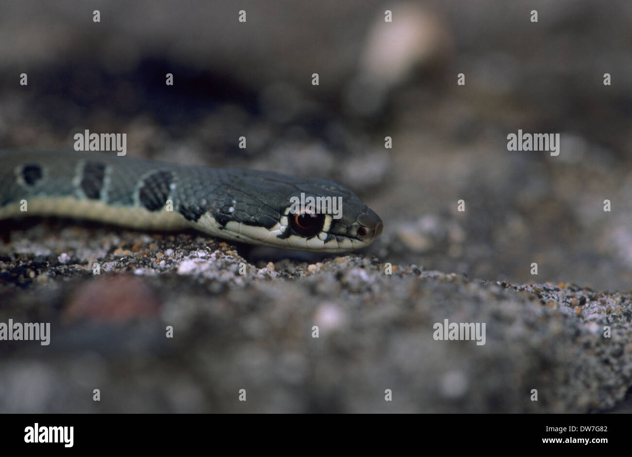 DAHL la frusta SNAKE (Platyceps najadum) Lesbo Grecia Foto Stock