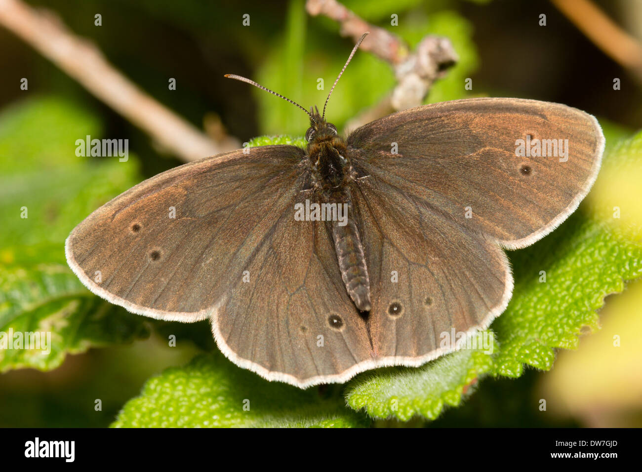 Ringlet butterfly, Aphantopus hyperantus, crogiolarsi nei primi giorni di sole estivo Foto Stock