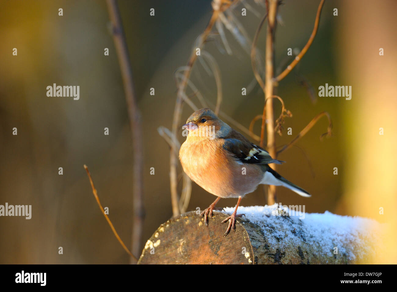 Comune, fringuello Fringilla coelebs, maschio, in inverno la neve, West Lothian, Scozia, Regno Unito Foto Stock