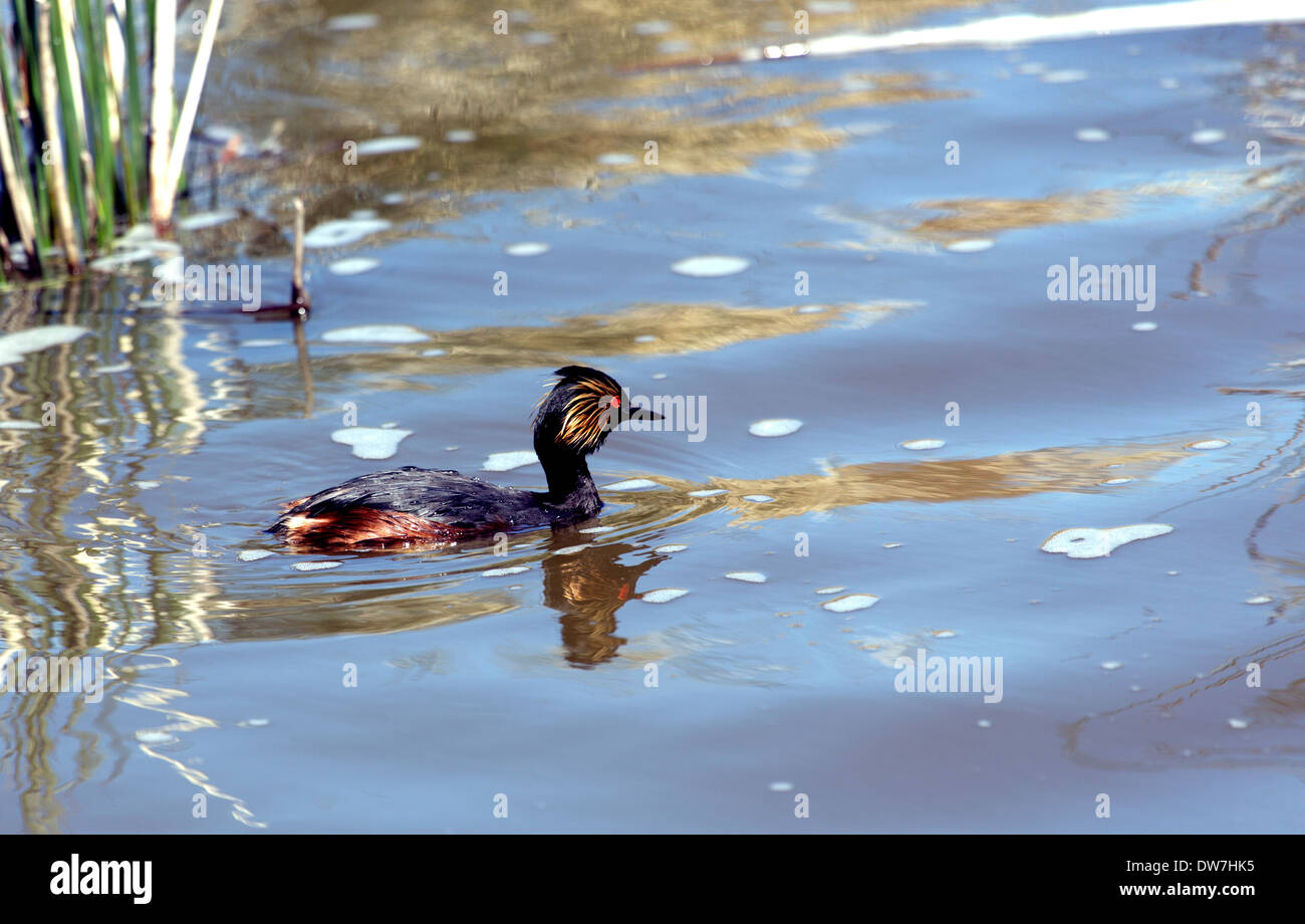 Un eared grebe in un lago da alcune riprese nel piumaggio di allevamento Foto Stock