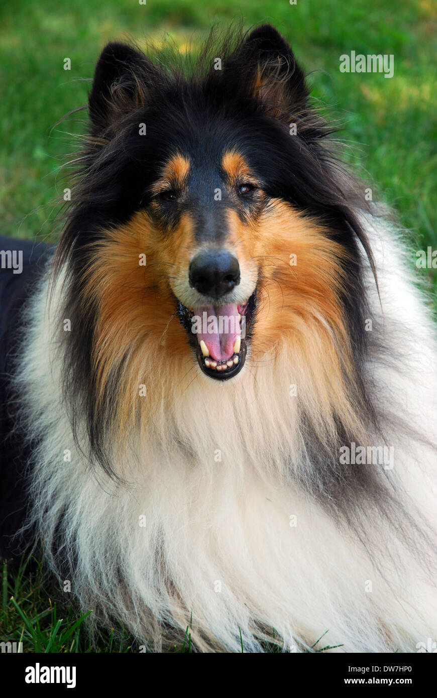 Tri color ruvida Collie Foto Stock