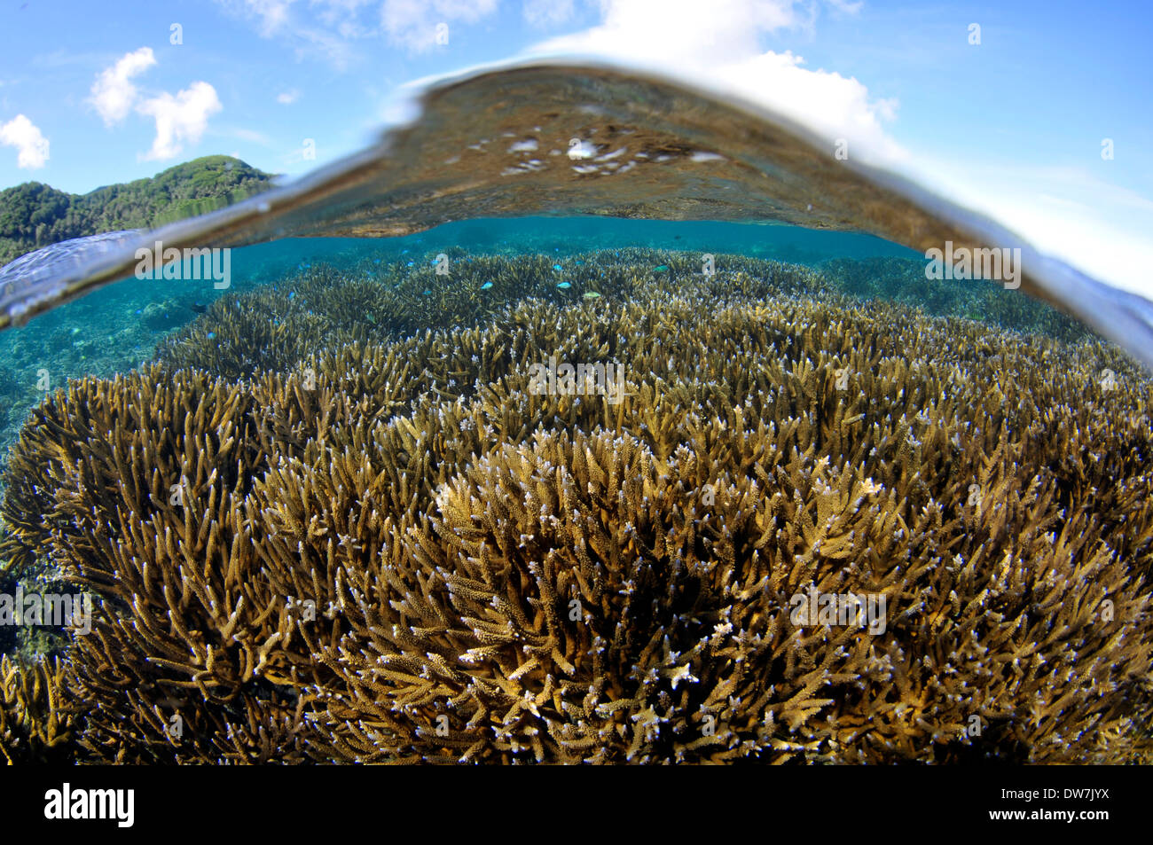 Shallow Coral reef con diverse specie di Acropora, Fagaalu Bay, Pago Pago, Tutuila Island, Samoa americane Foto Stock
