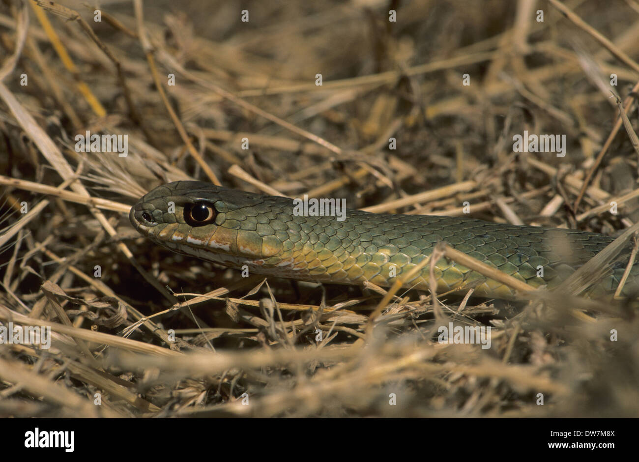 MONTPELLIER SNAKE (Malpolon monspessulanus) Lesbo Grecia Foto Stock