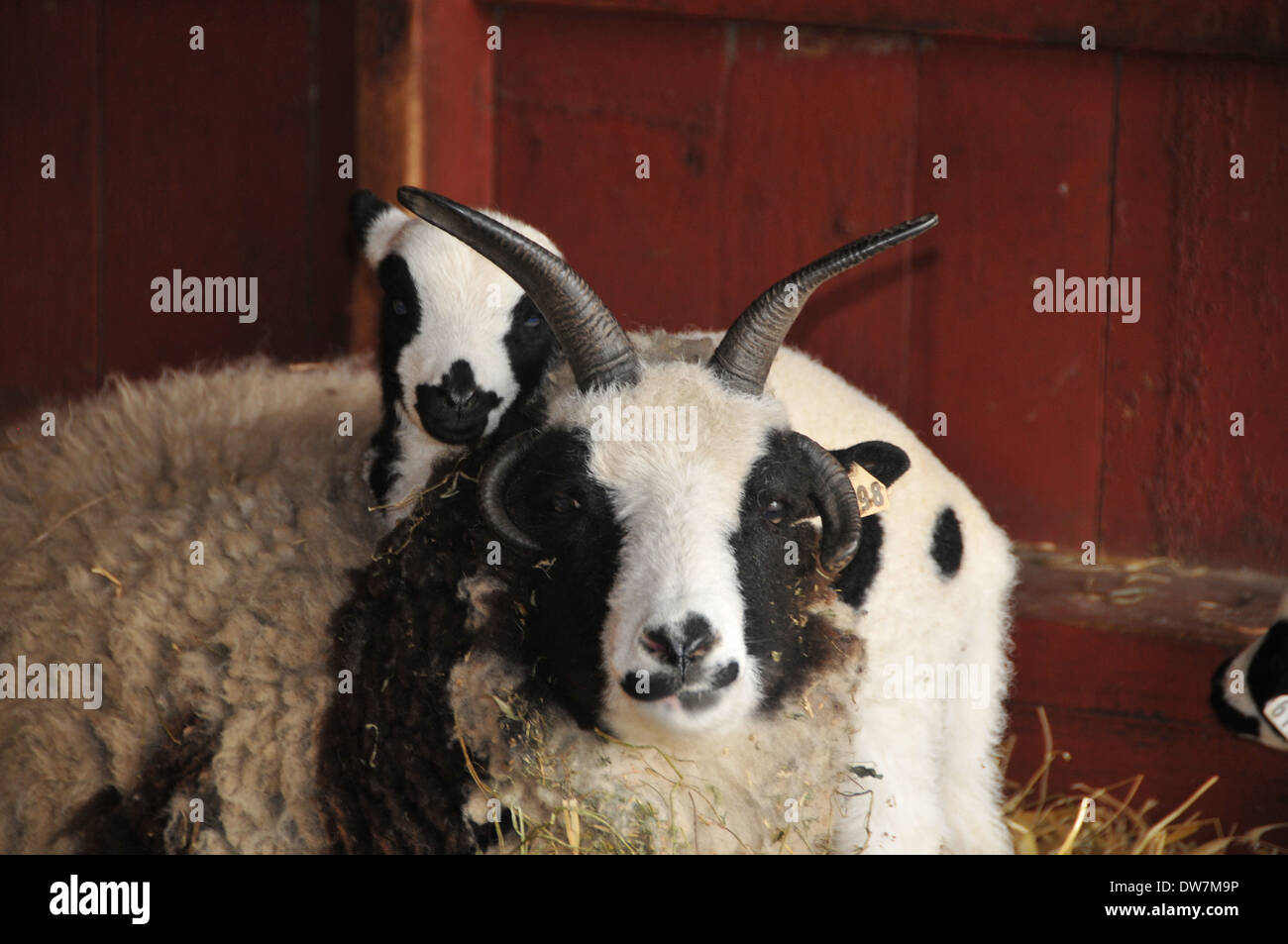 Ovini e caprini, di agnello Foto Stock