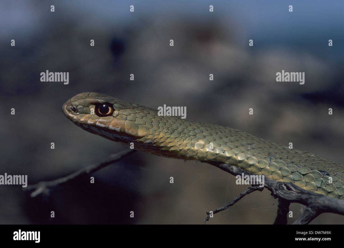 MONTPELLIER SNAKE (Malpolon monspessulanus) Lesbo Grecia Foto Stock