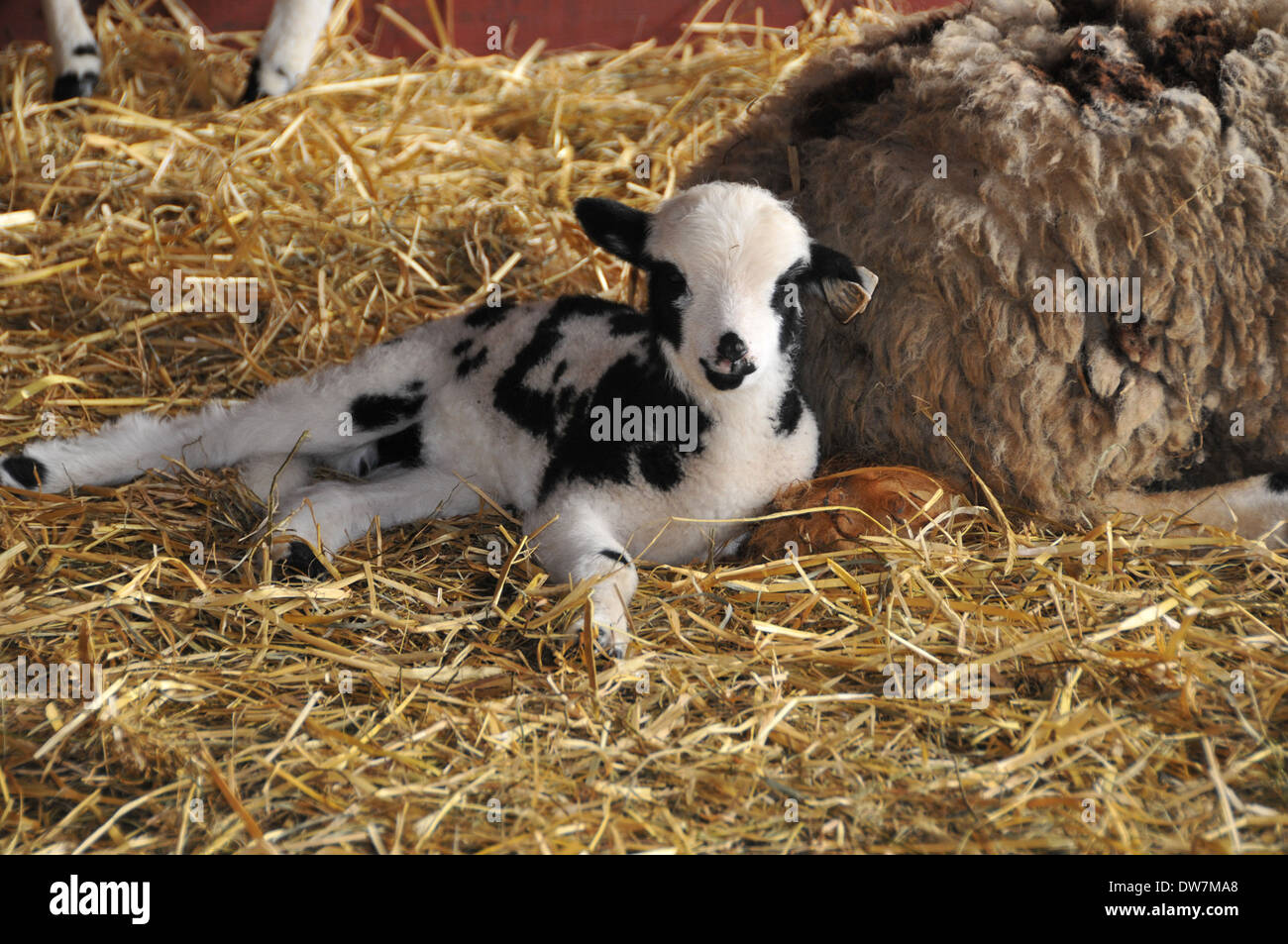 Ovini e caprini, di agnello Foto Stock