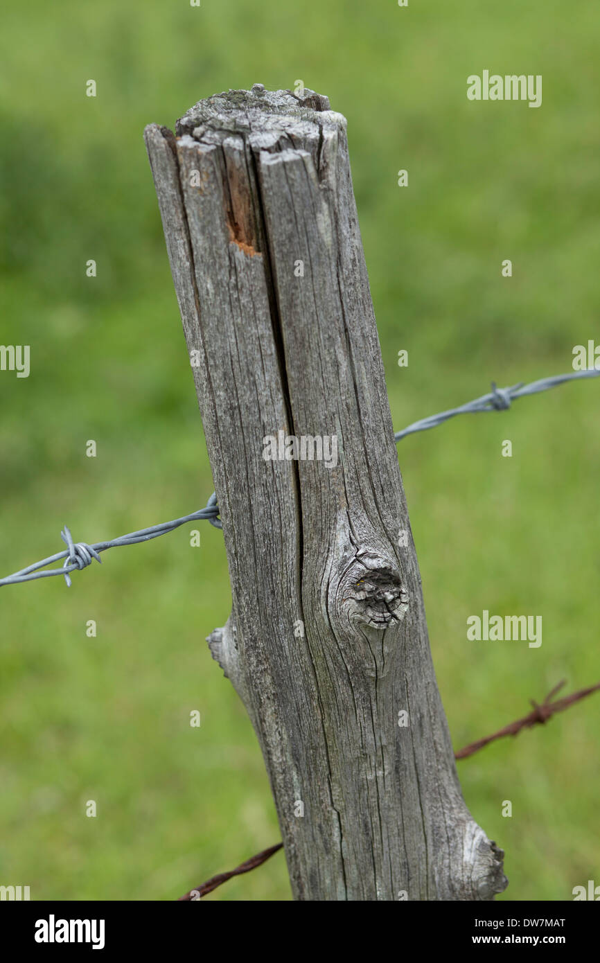 Un vecchio posto di legno mantiene sia il nuovo e il vecchio filo spinato. Foto Stock
