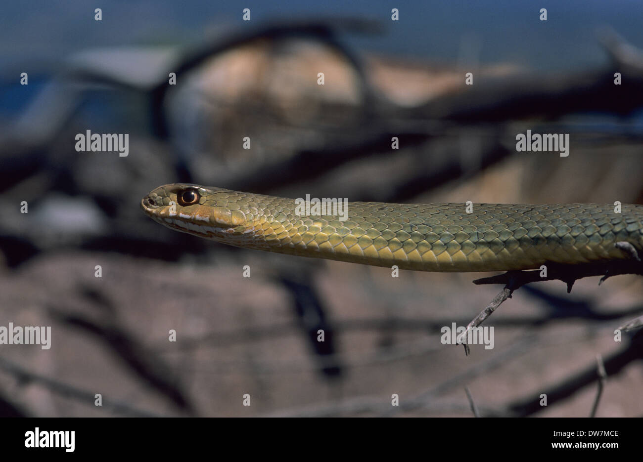 MONTPELLIER SNAKE (Malpolon monspessulanus) Lesbo Grecia Foto Stock