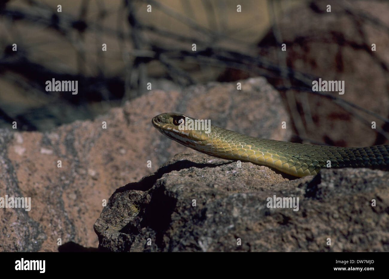 MONTPELLIER SNAKE (Malpolon monspessulanus) Lesbo Grecia Foto Stock