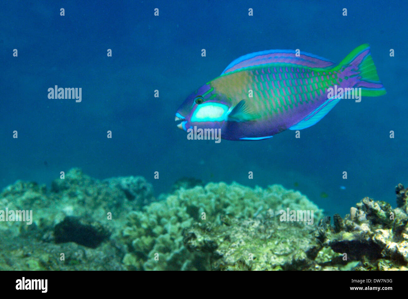 Il Bleeker pesci pappagallo, Chlorurus bleekeri, Isole della Mamanuca, Figi e Sud Pacifico Foto Stock