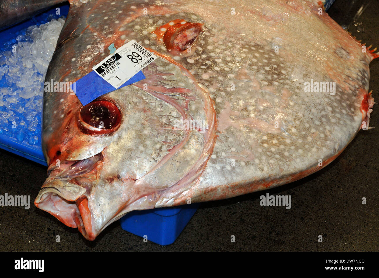 Moonfish morto, sunfish o opah, Lampris regius, attendere su ghiaccio per le aste a Honolulu il mercato del pesce, Oahu, Hawaii, STATI UNITI D'AMERICA Foto Stock