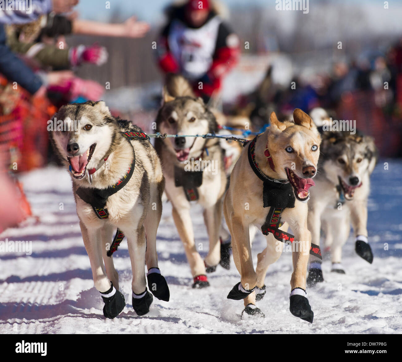 Willow, Alaska, Stati Uniti d'America. 2 Mar 2014. Marc Lester / Anchorage Daily News .Aliy Zirkle squadra corre attraverso Willow Lago. Racing ha iniziato per il 2014 Sentiero Iditarod Sled Dog Race sul Lago di salice domenica pomeriggio, 2 marzo 2014. Sessanta nove squadre iniziato questo anno di Iditarod. Credito: Marc Lester/Anchorage Daily News/ZUMAPRESS.com/Alamy Live News Foto Stock