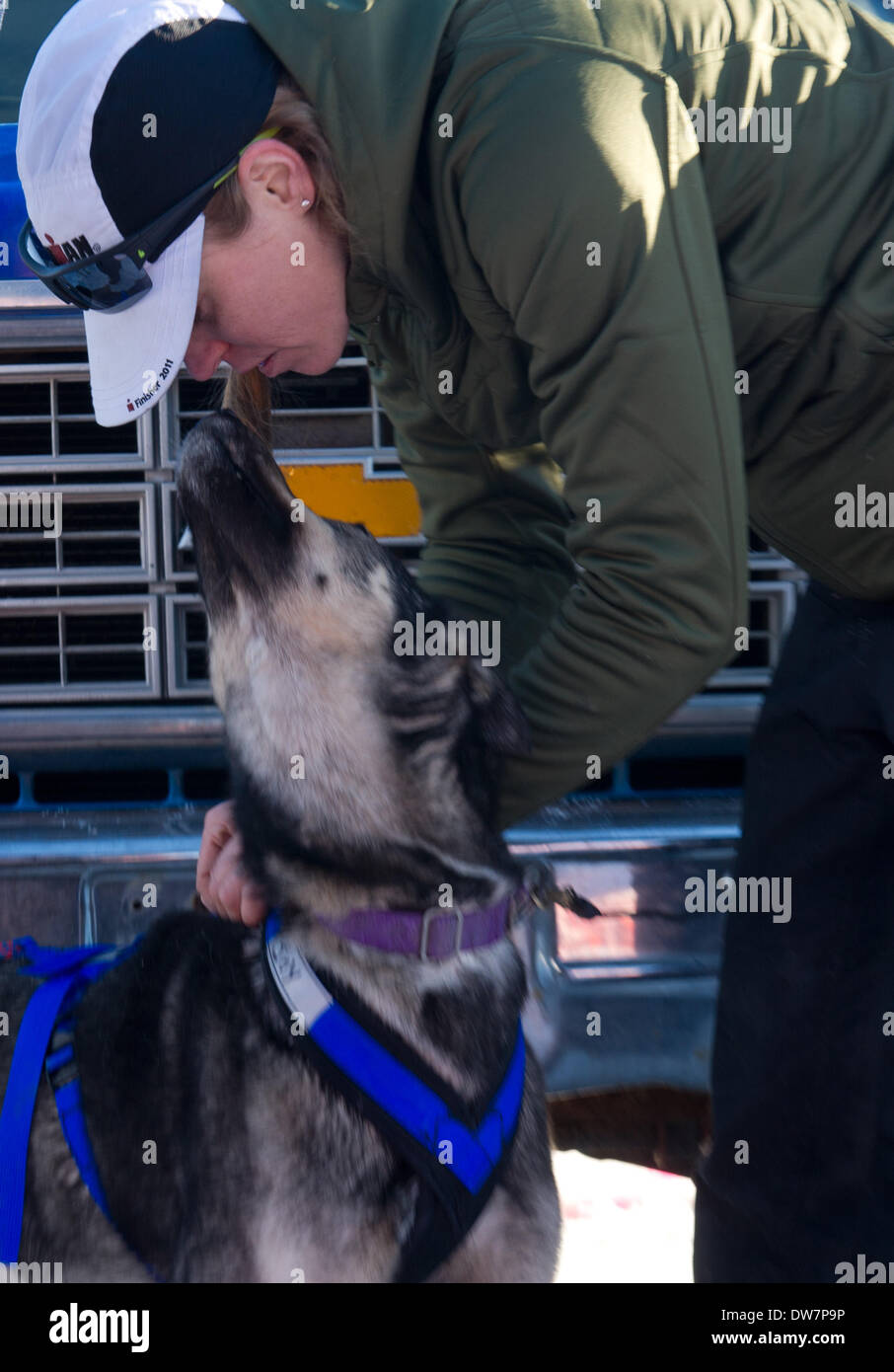 Willow, Alaska, Stati Uniti d'America. 2 Mar 2014. Marc Lester / Anchorage Daily News .Katherine Keith mette i cavi elettrici per il suo team. Racing ha iniziato per il 2014 Sentiero Iditarod Sled Dog Race sul Lago di salice domenica pomeriggio, 2 marzo 2014. Sessanta nove squadre iniziato questo anno di Iditarod. Credito: Marc Lester/Anchorage Daily News/ZUMAPRESS.com/Alamy Live News Foto Stock