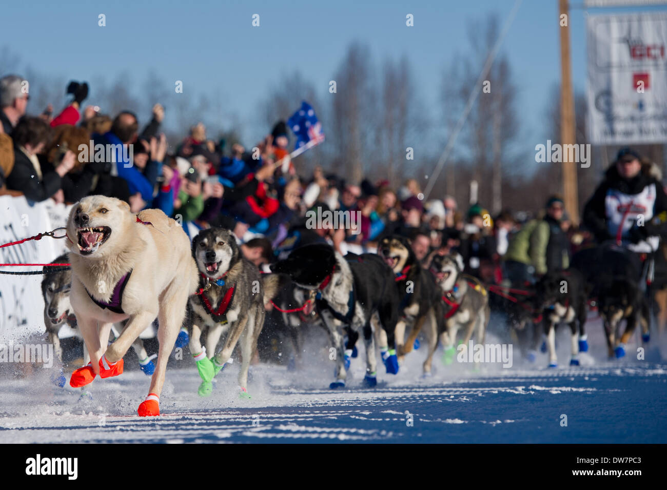 Willow, Alaska, Stati Uniti d'America. 2 Mar 2014. Marc Lester / Anchorage Daily News .i cani in Curt Perano squadra lascia la linea di partenza. Racing ha iniziato per il 2014 Sentiero Iditarod Sled Dog Race sul Lago di salice domenica pomeriggio, 2 marzo 2014. Sessanta nove squadre iniziato questo anno di Iditarod. Credito: Marc Lester/Anchorage Daily News/ZUMAPRESS.com/Alamy Live News Foto Stock