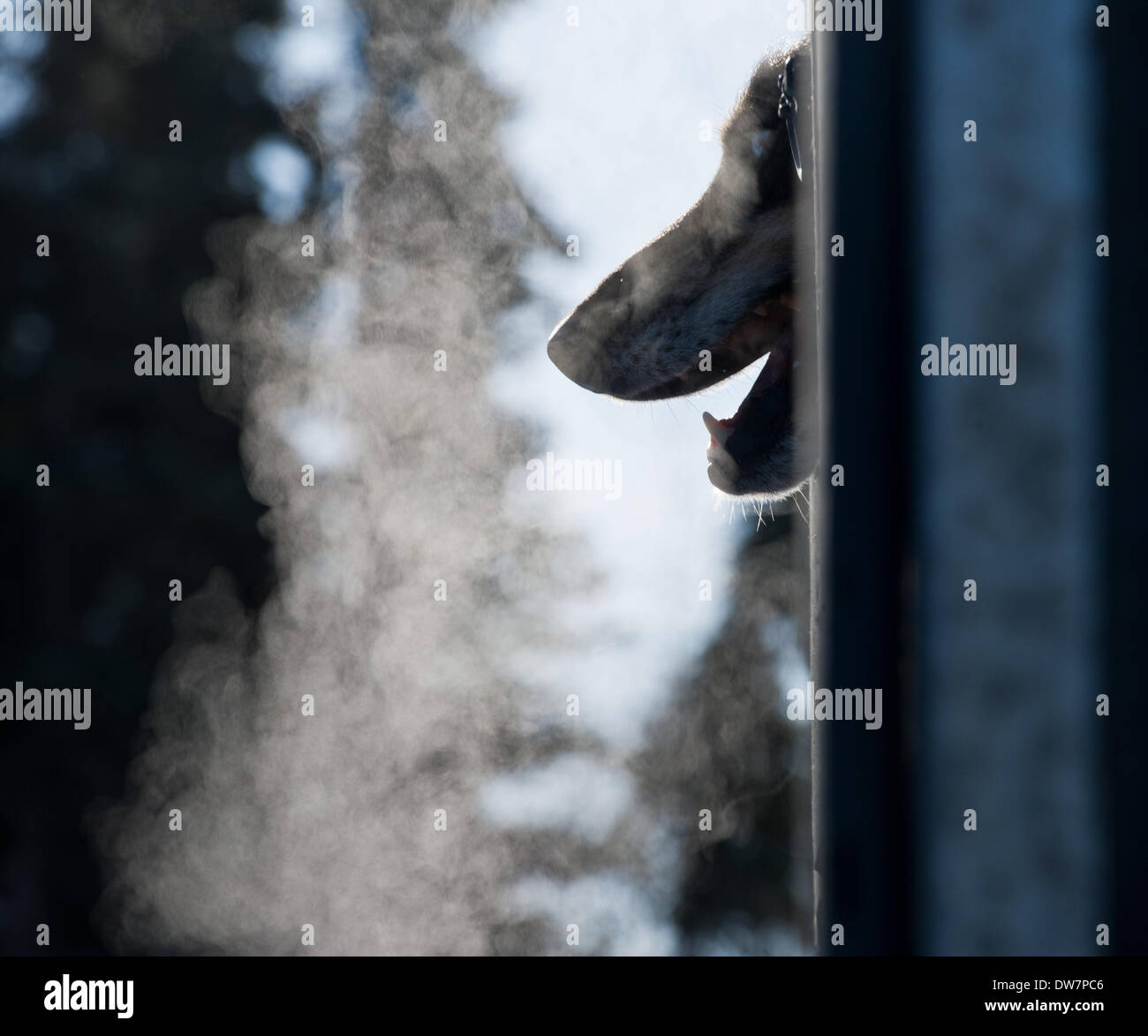 Willow, Alaska, Stati Uniti d'America. 2 Mar 2014. Marc Lester / Anchorage Daily News .Jem, un cane in Giustino Savidis' team affiora la sua testa fuori del cane carrello. Racing ha iniziato per il 2014 Sentiero Iditarod Sled Dog Race sul Lago di salice domenica pomeriggio, 2 marzo 2014. Sessanta nove squadre iniziato questo anno di Iditarod. Credito: Marc Lester/Anchorage Daily News/ZUMAPRESS.com/Alamy Live News Foto Stock