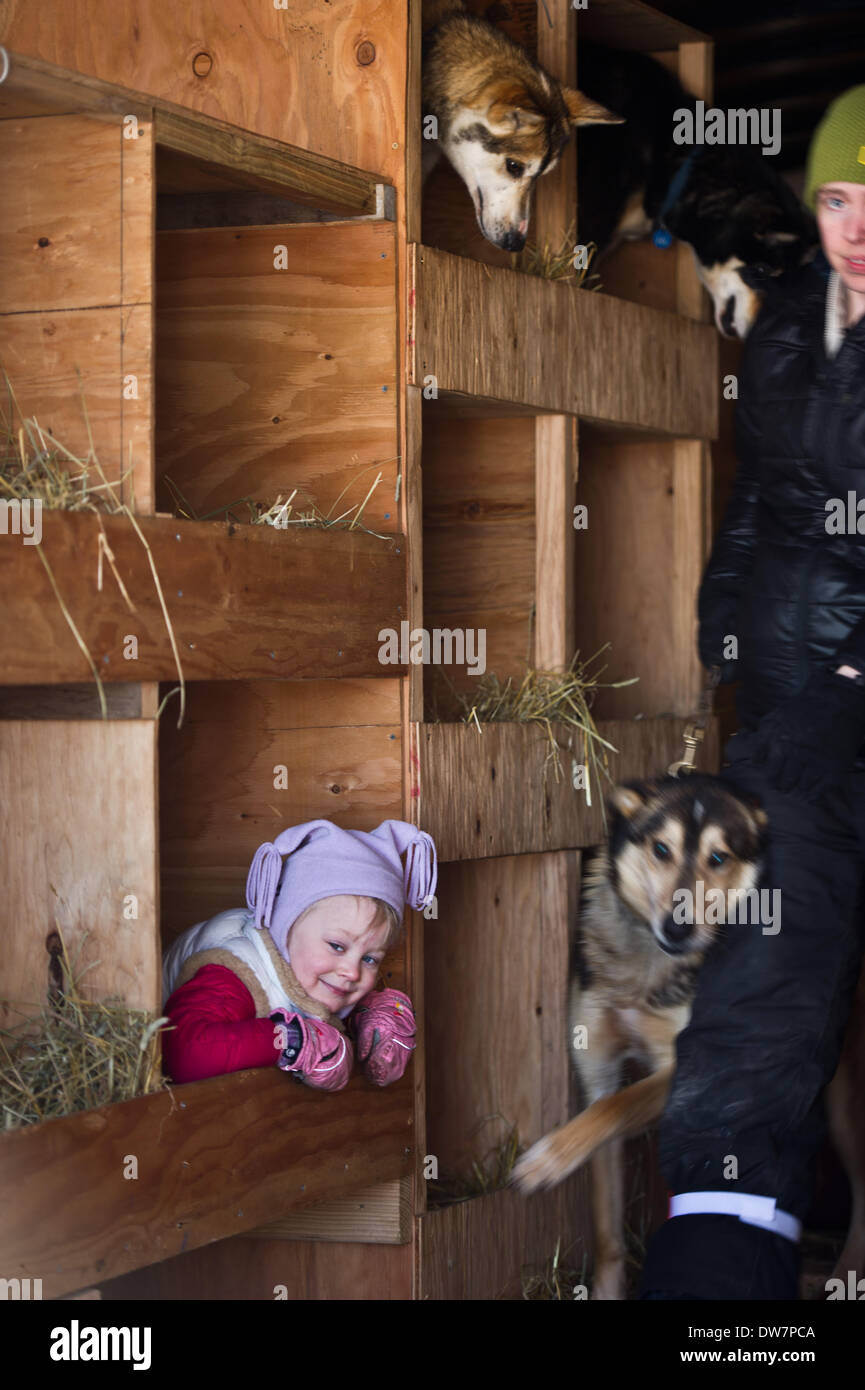 Willow, Alaska, Stati Uniti d'America. 2 Mar 2014. Marc Lester / Anchorage Daily News .Dallas Seavey figlia, Annie, svolge nel suo papà della cane carrello. Racing ha iniziato per il 2014 Sentiero Iditarod Sled Dog Race sul Lago di salice domenica pomeriggio, 2 marzo 2014. Sessanta nove squadre iniziato questo anno di Iditarod. Credito: Marc Lester/Anchorage Daily News/ZUMAPRESS.com/Alamy Live News Foto Stock