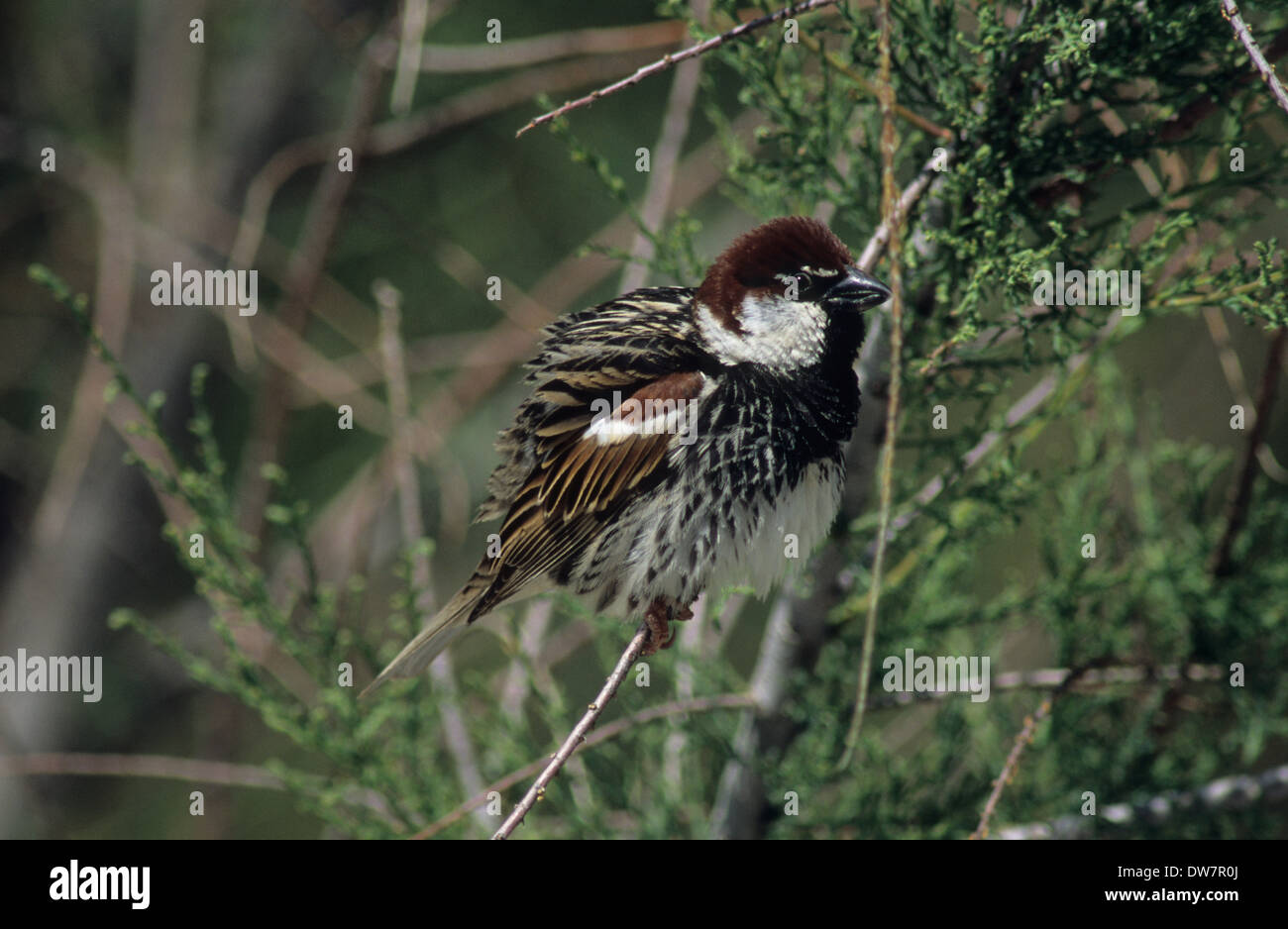 Passera sarda (Passer hispaniolensis) maschio adulto in allevamento piumaggio Lesbo Grecia Foto Stock