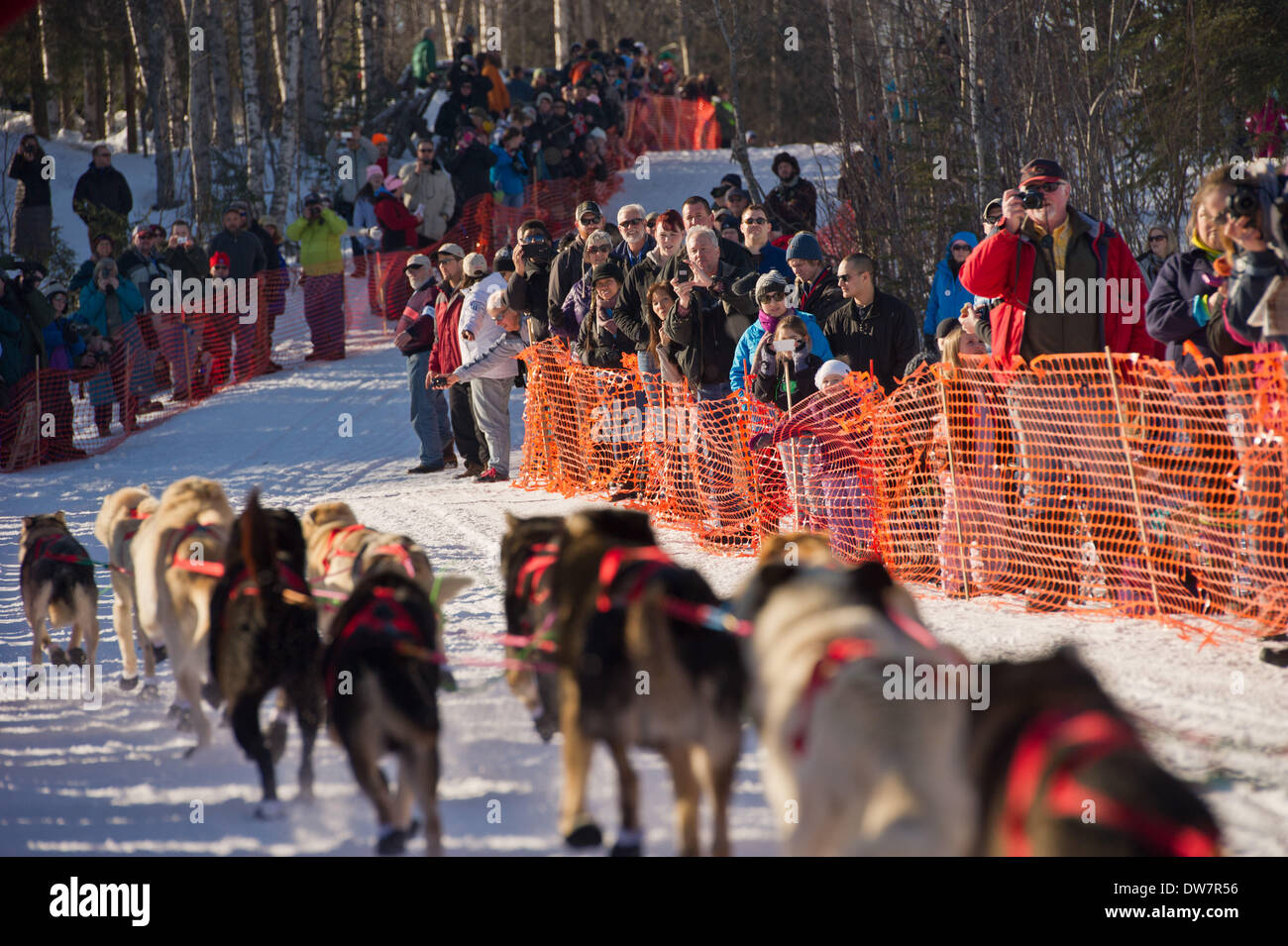 Willow, Alaska, Stati Uniti d'America. 2 Mar 2014. Marc Lester / Anchorage Daily News .Fans line up lungo il corso sul Lago di Salice. Racing ha iniziato per il 2014 Sentiero Iditarod Sled Dog Race sul Lago di salice domenica pomeriggio, 2 marzo 2014. Sessanta nove squadre iniziato questo anno di Iditarod. Credito: Marc Lester/Anchorage Daily News/ZUMAPRESS.com/Alamy Live News Foto Stock