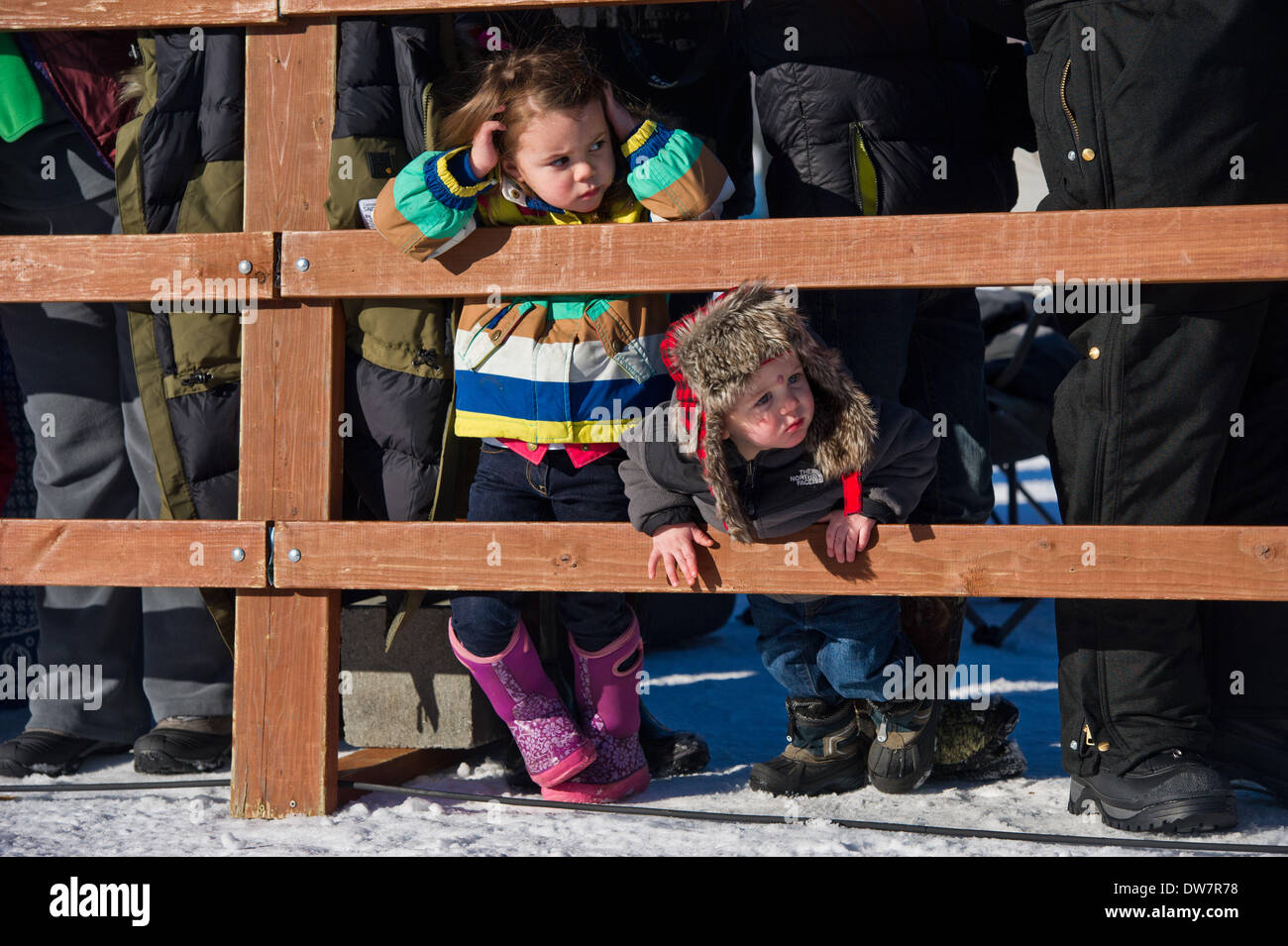 Willow, Alaska, Stati Uniti d'America. 2 Mar 2014. Marc Lester / Anchorage Daily News .i giovani tifosi peek in basso lungo lo scivolo. Racing ha iniziato per il 2014 Sentiero Iditarod Sled Dog Race sul Lago di salice domenica pomeriggio, 2 marzo 2014. Sessanta nove squadre iniziato questo anno di Iditarod. Credito: Marc Lester/Anchorage Daily News/ZUMAPRESS.com/Alamy Live News Foto Stock