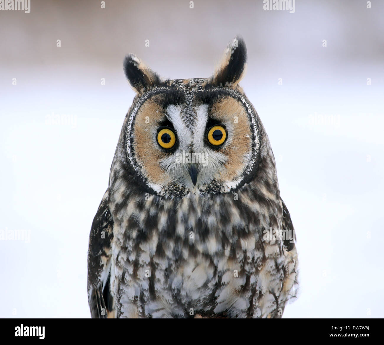 Gufo comune faccia a faccia Foto Stock