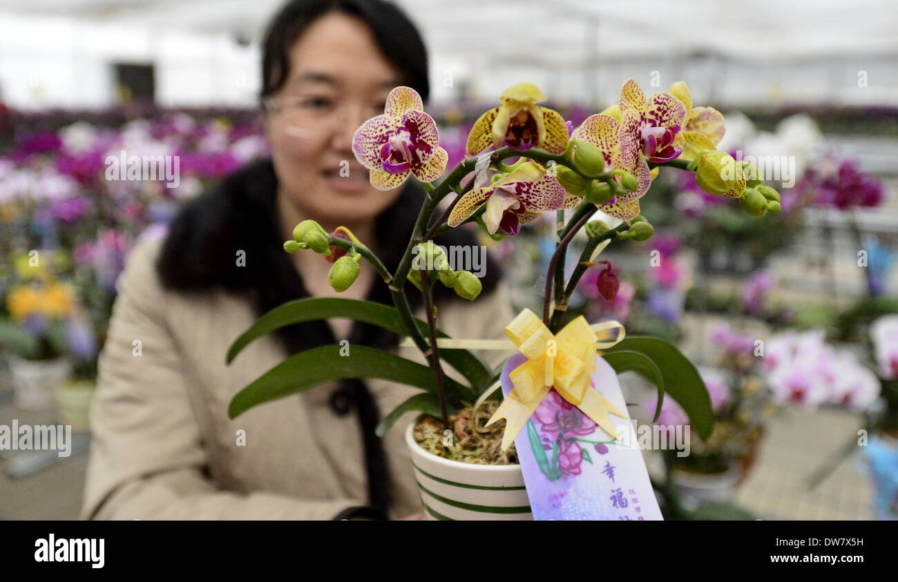 Pechino, Cina. 1 Mar 2014. Un visitatore gode di mini orchis da Taiwan in una serra nella contea di Miyun, Pechino, capitale della Cina, 1 marzo 2014. Il mini orchis ha una altezza di solo circa dieci centimetri. Credito: Li Xin/Xinhua/Alamy Live News Foto Stock