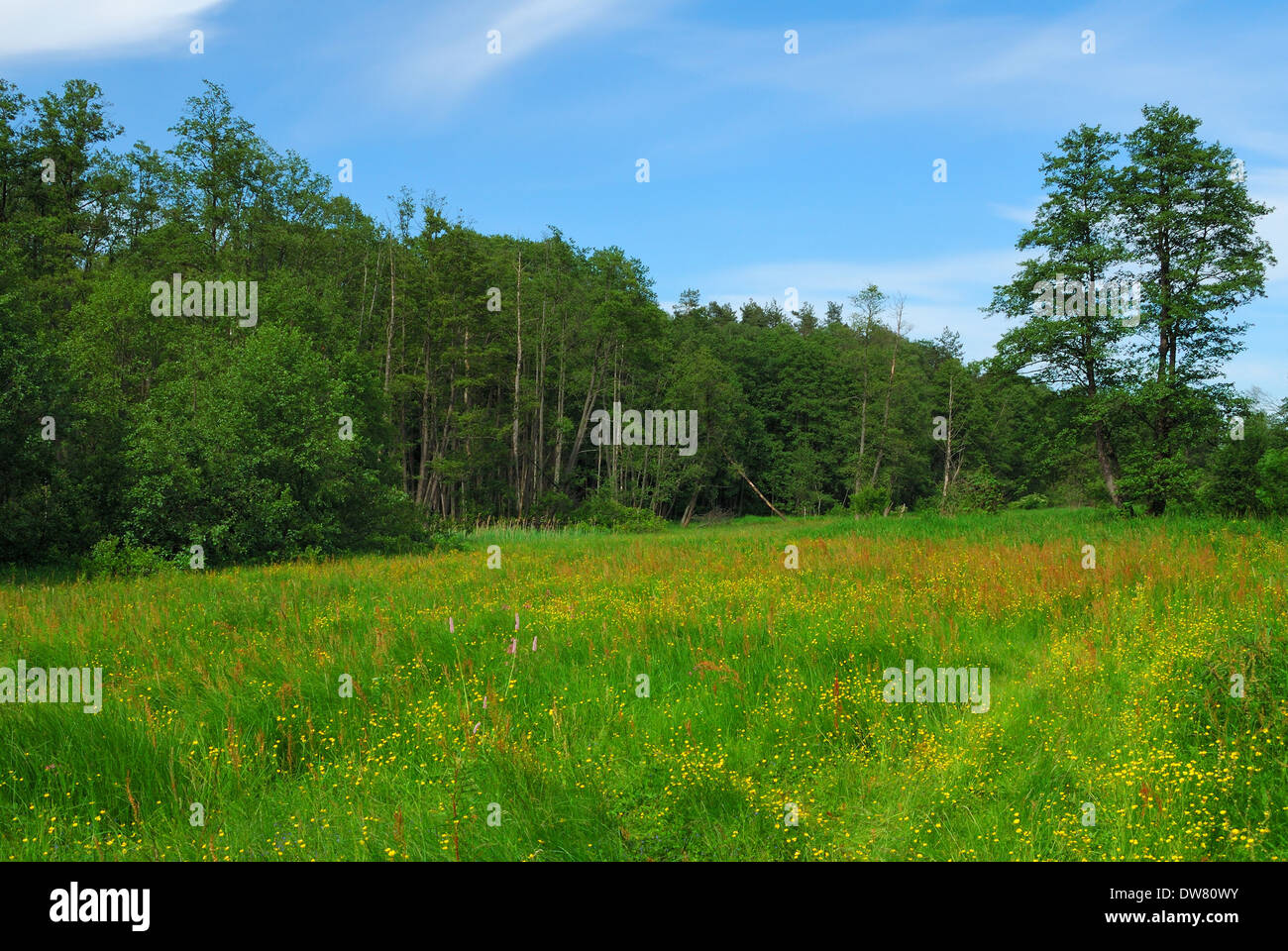 Paesaggio di primavera Foto Stock